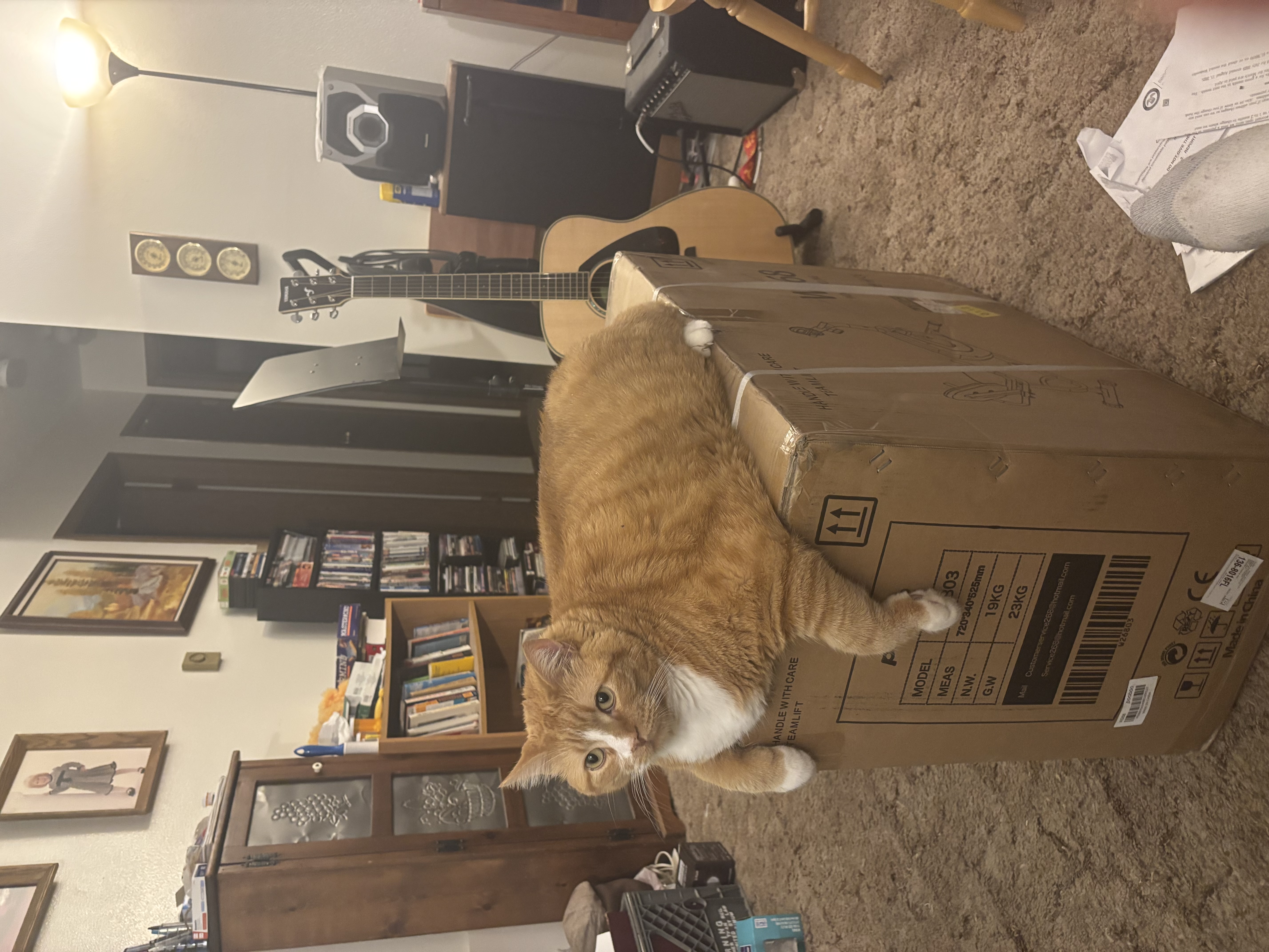 Gus on a box